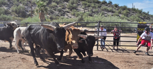 bull charger